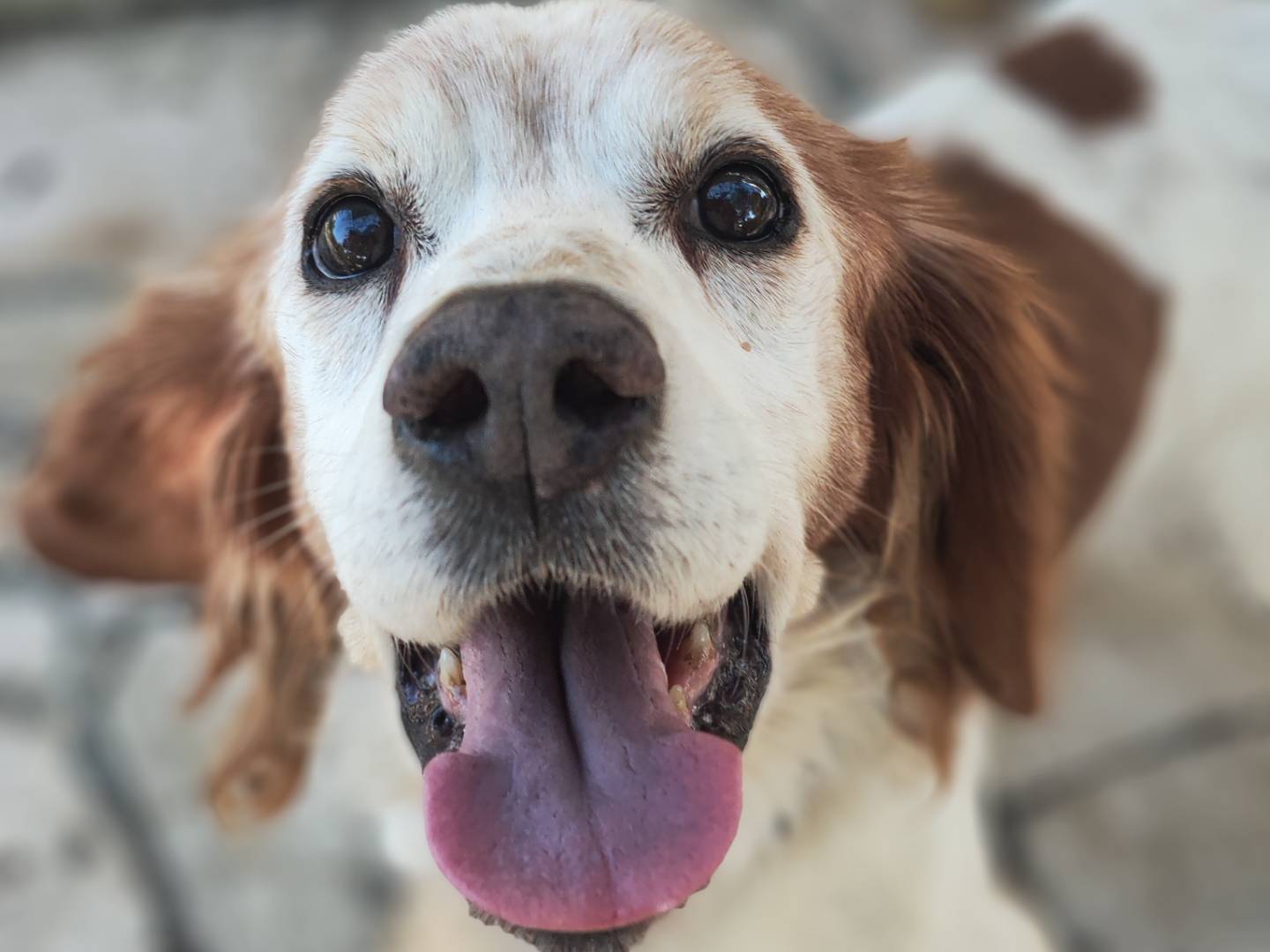 Foto dell'animale