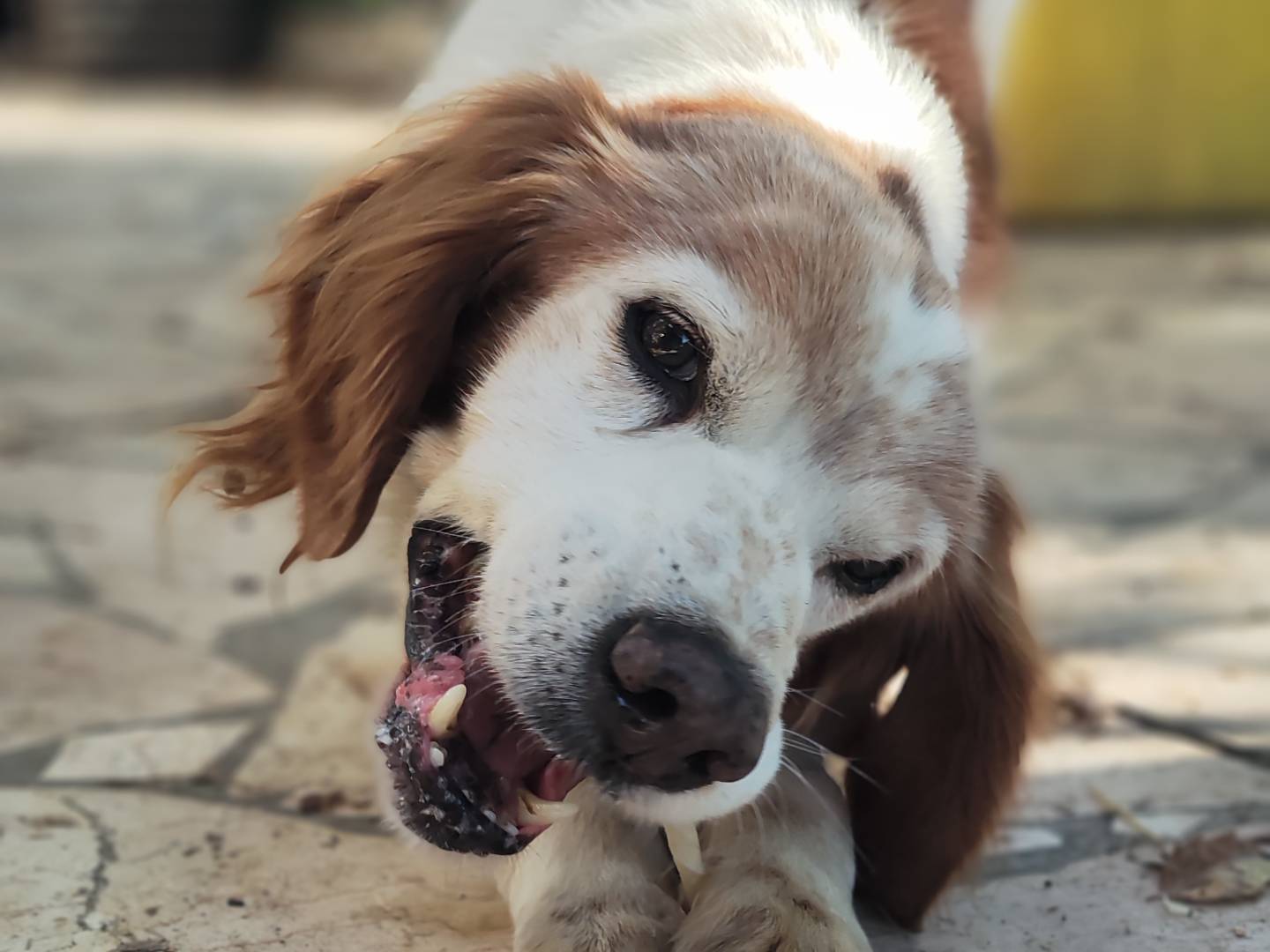 Adotta un cane, maschio, 13 anni  e 8 mesi , Teramo