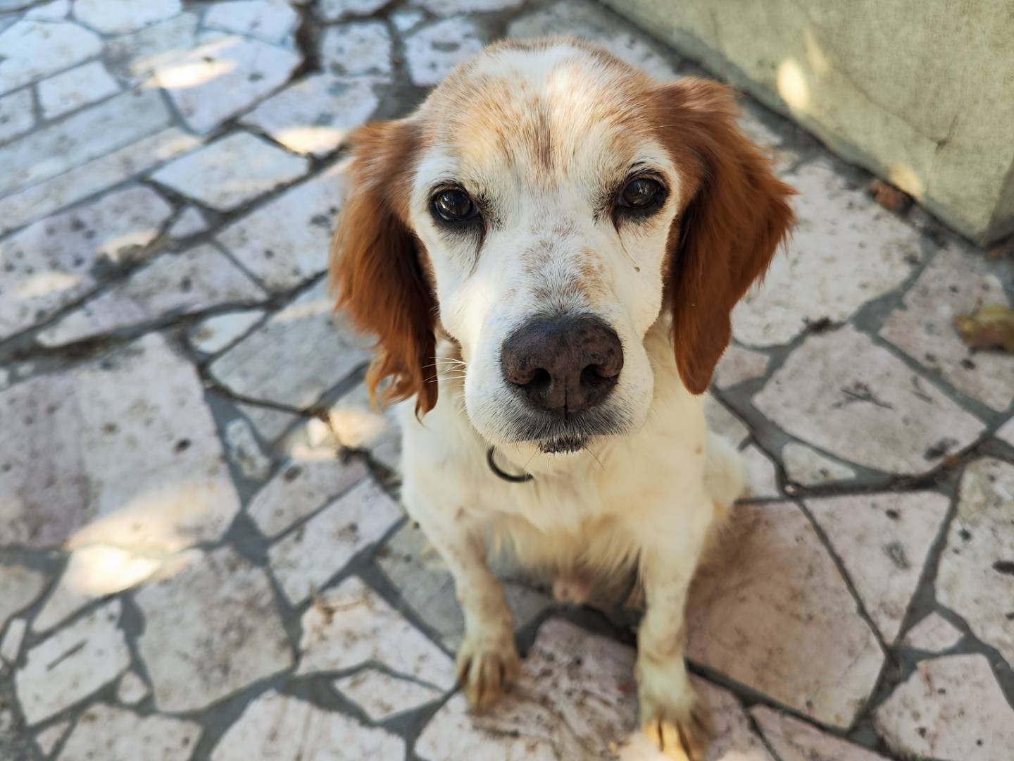 Adotta un cane, taglia media, maschio, Teramo