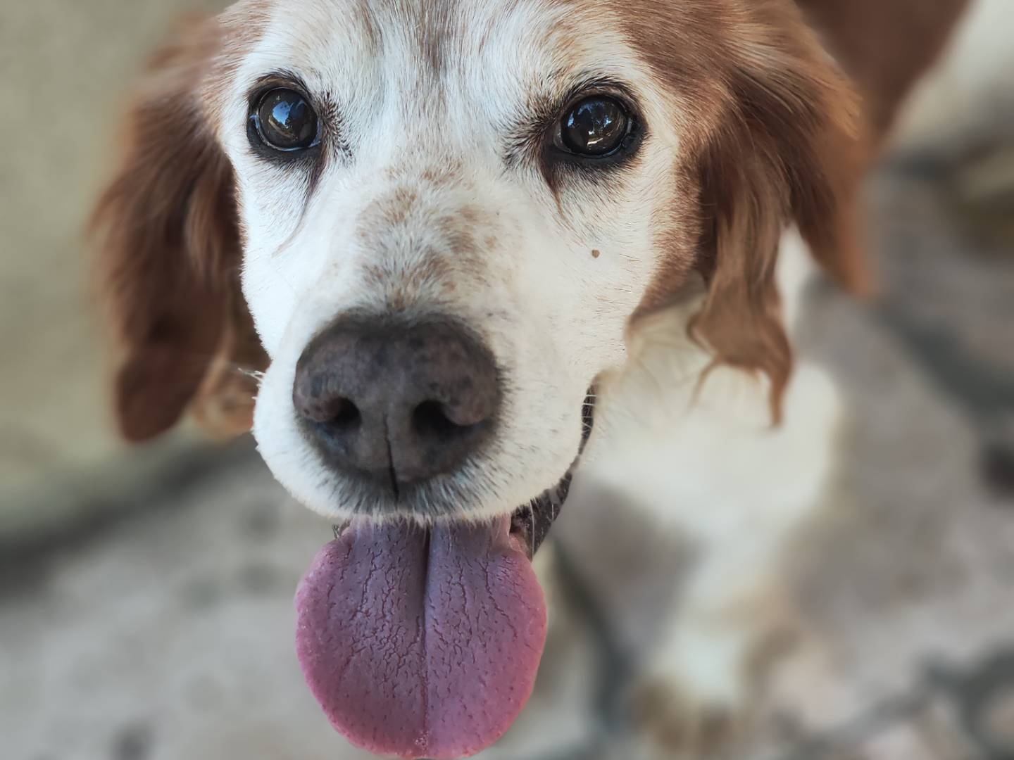 Vuoi adottare un cane a Teramo?