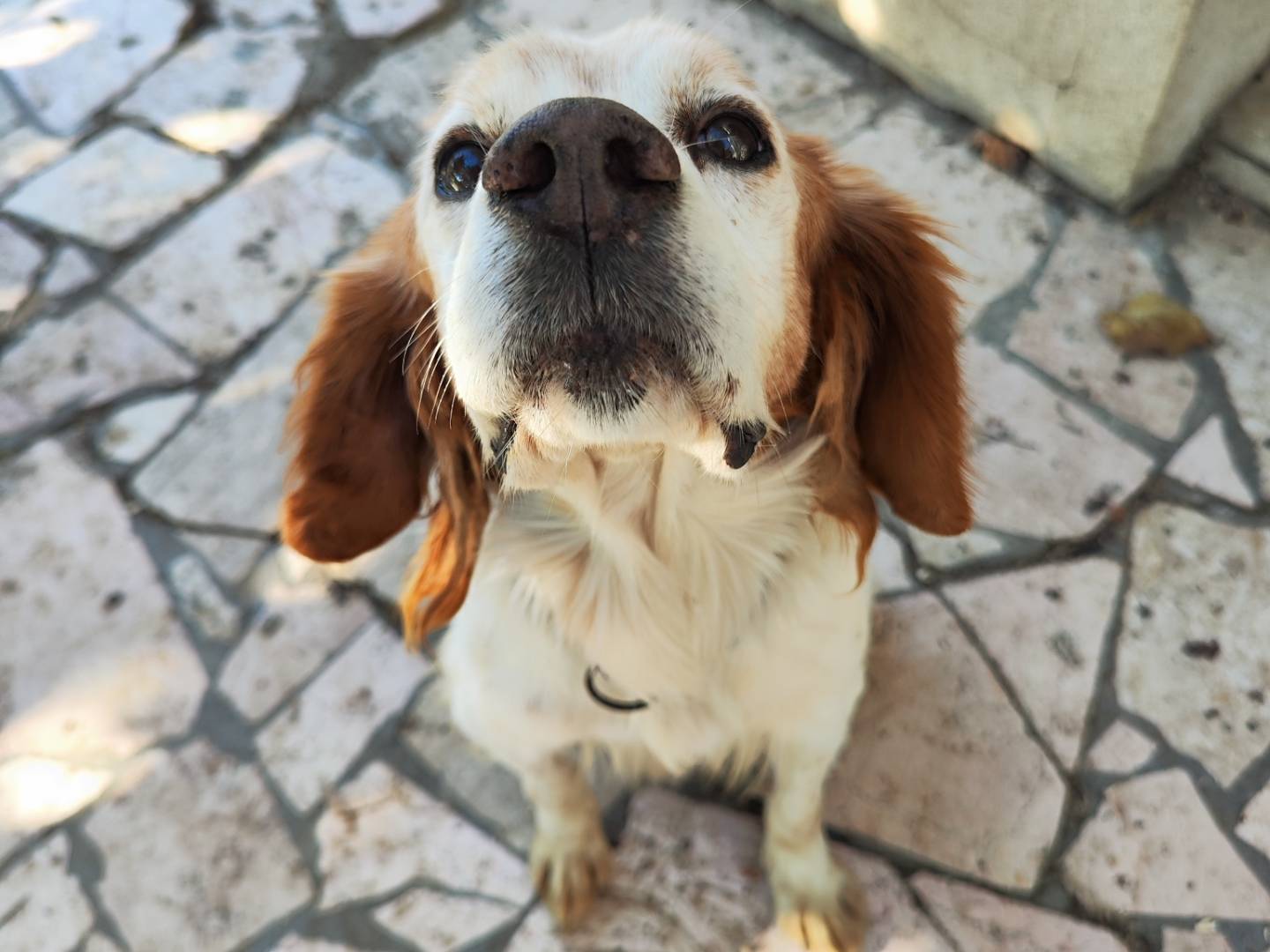 Adotta il cane Marlon a Teramo