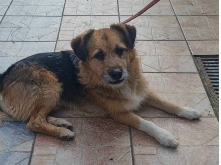 Foto dell'animale