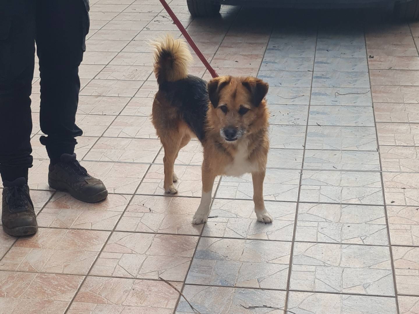 Adotta un cane, maschio, 4 anni  e 2 mesi , Vibo