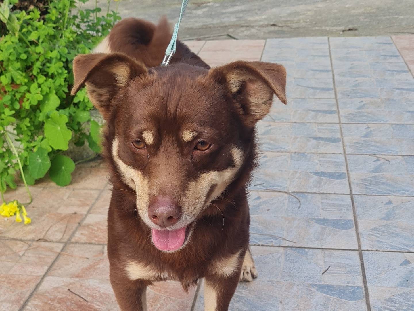 Adotta un cane, maschio, 4 anni  e 1 mese, Vibo