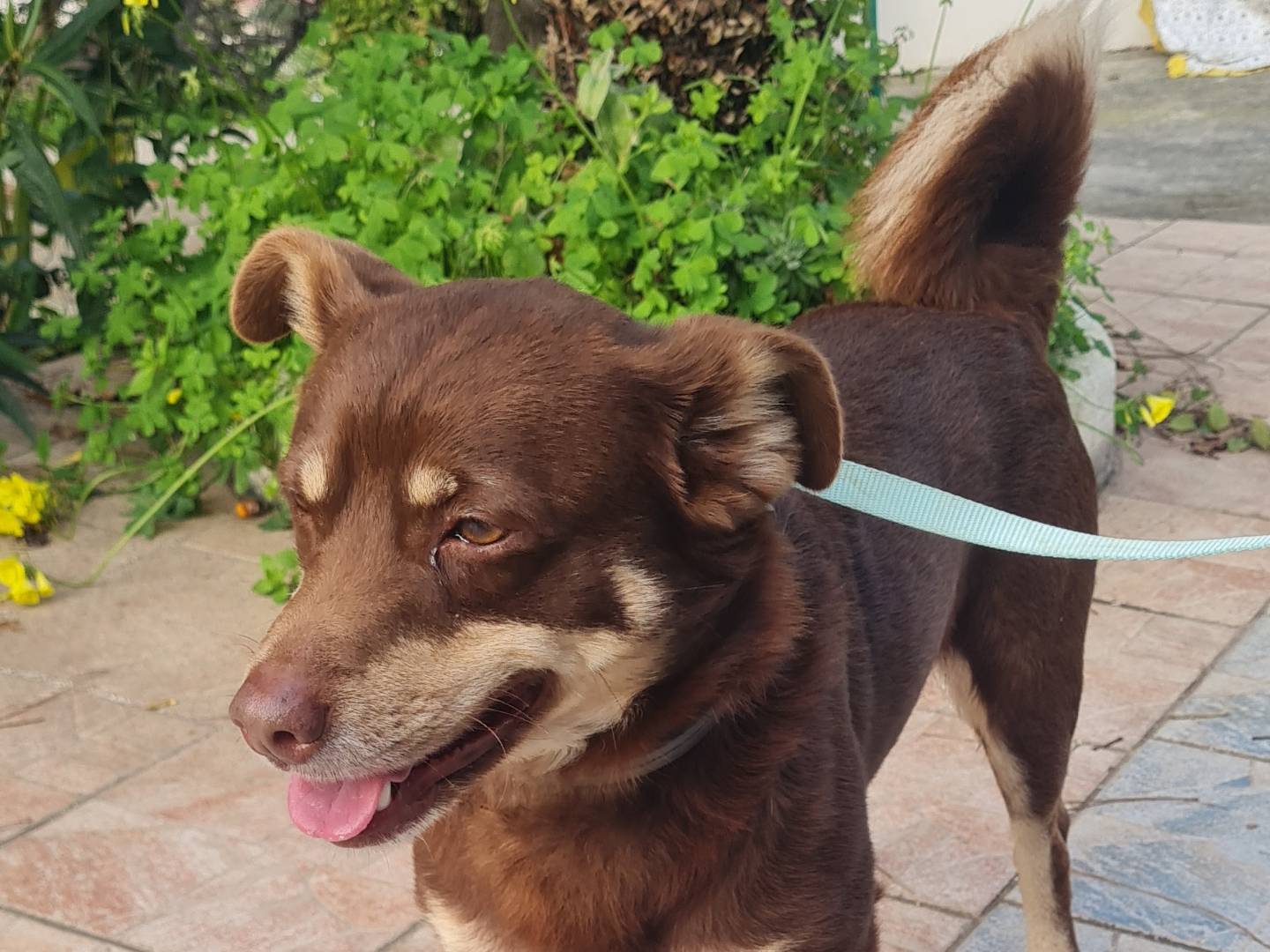 Adotta un cane, taglia piccola, maschio, Vibo