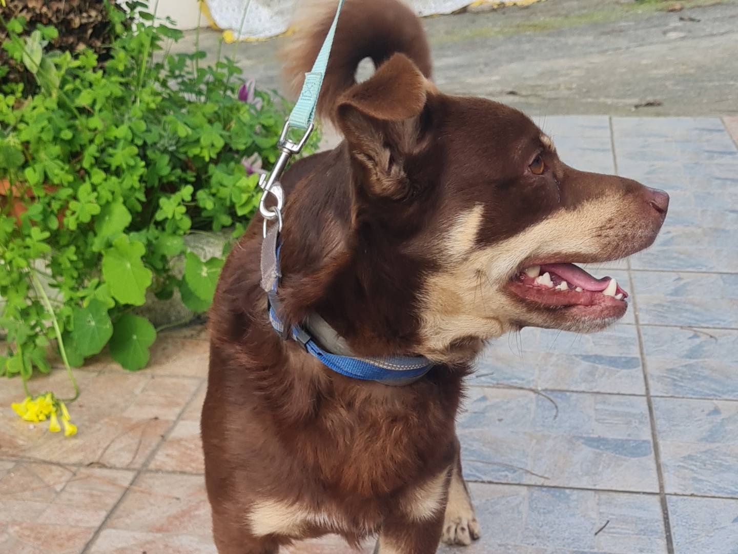 Vuoi adottare un cane a Vibo?
