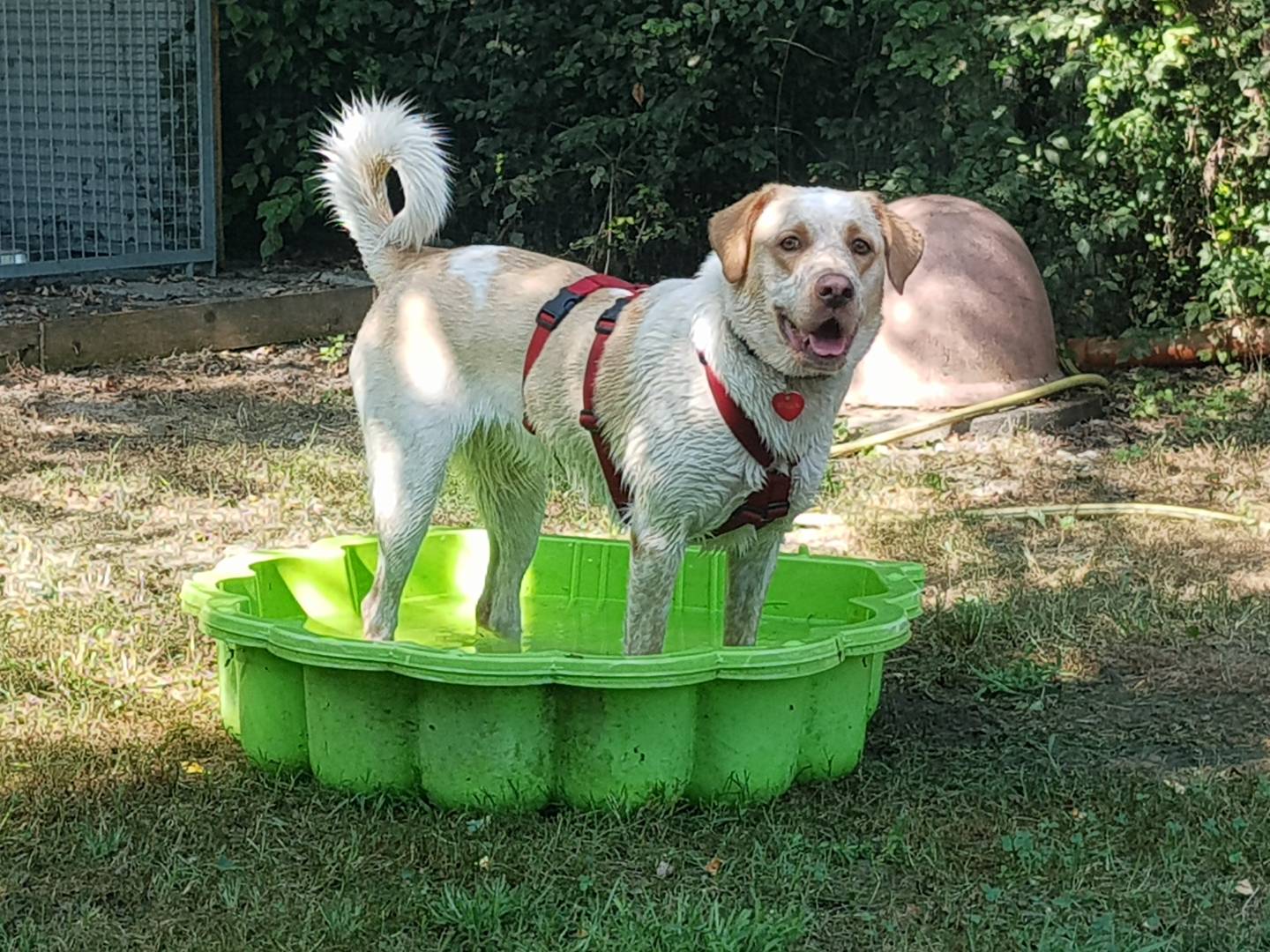 Adotta un cane, taglia media, femmina, Parma