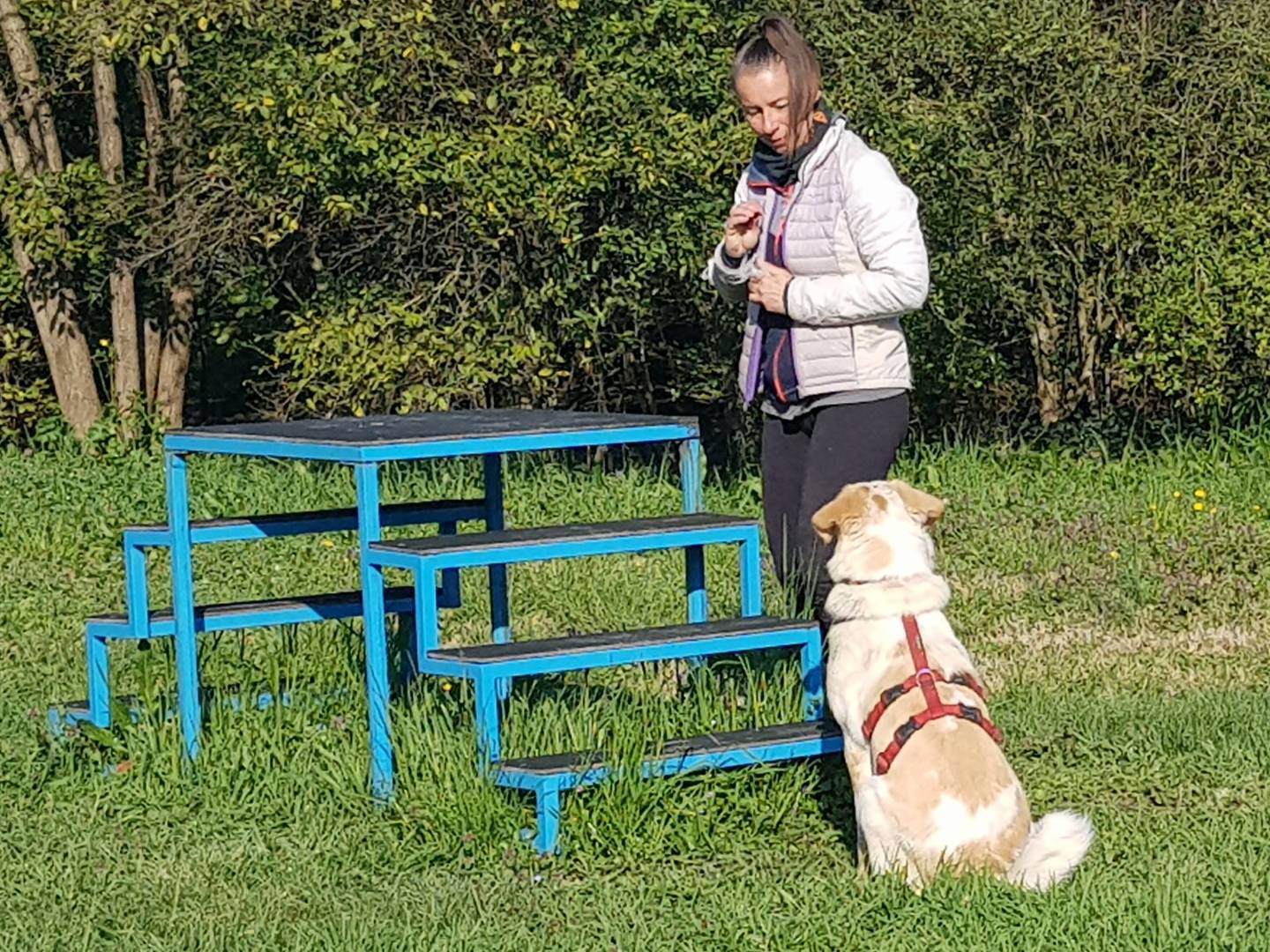 Vuoi adottare un cane a Parma?
