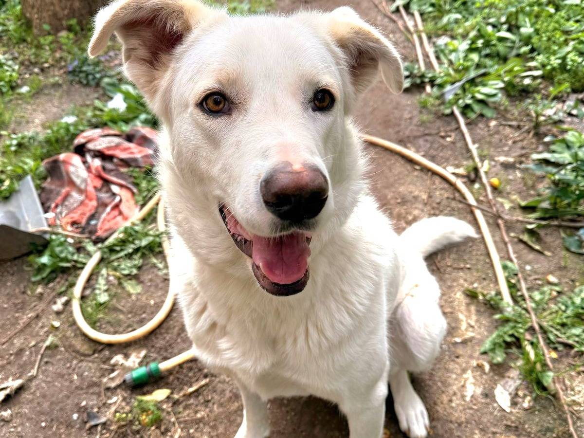 Adotta un cane, maschio, 1 anno, Vibo