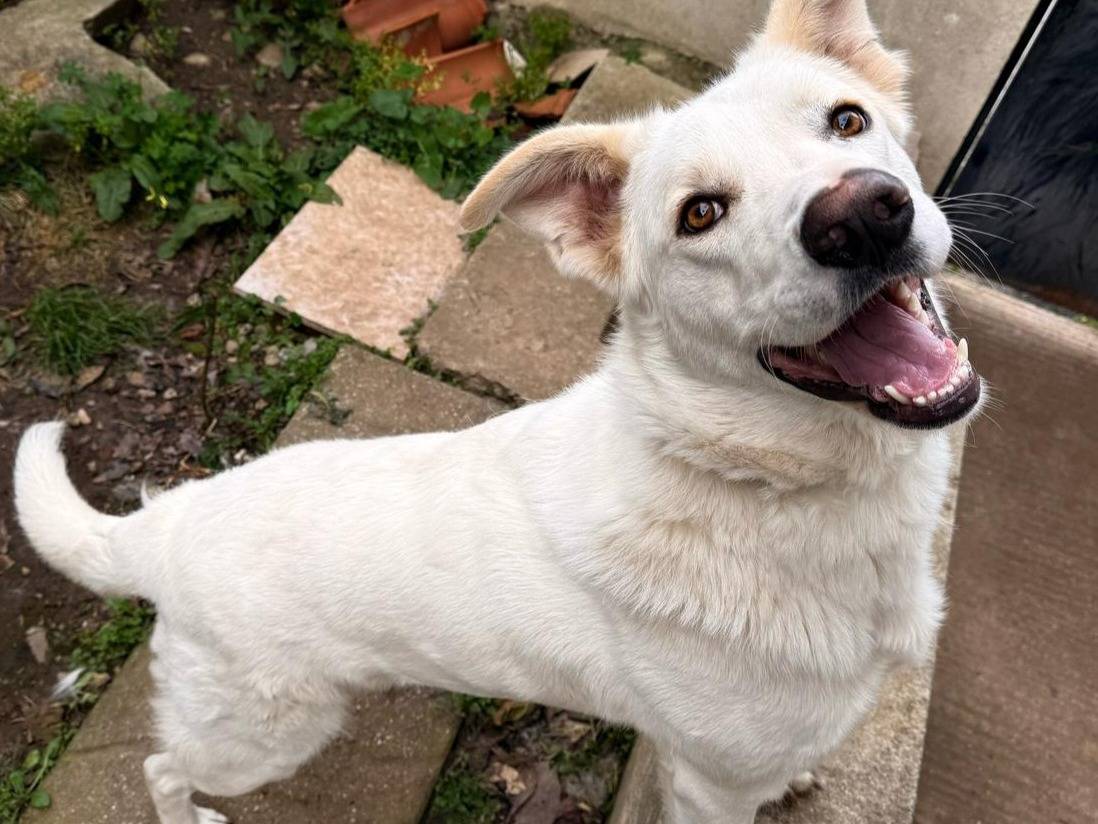 Adotta un cane, taglia grande, maschio, Vibo