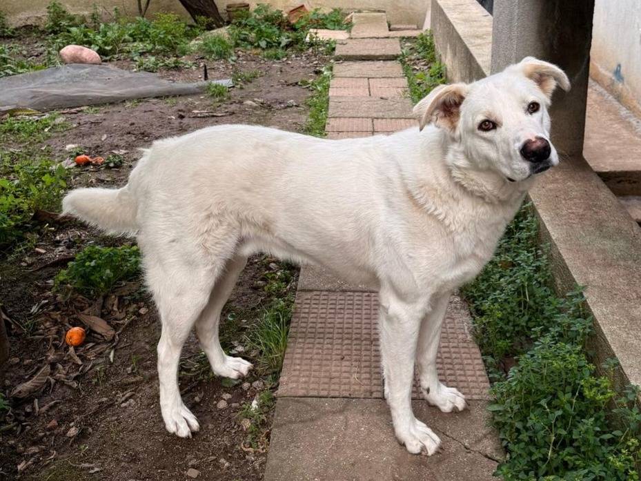 Vuoi adottare un cane a Vibo?