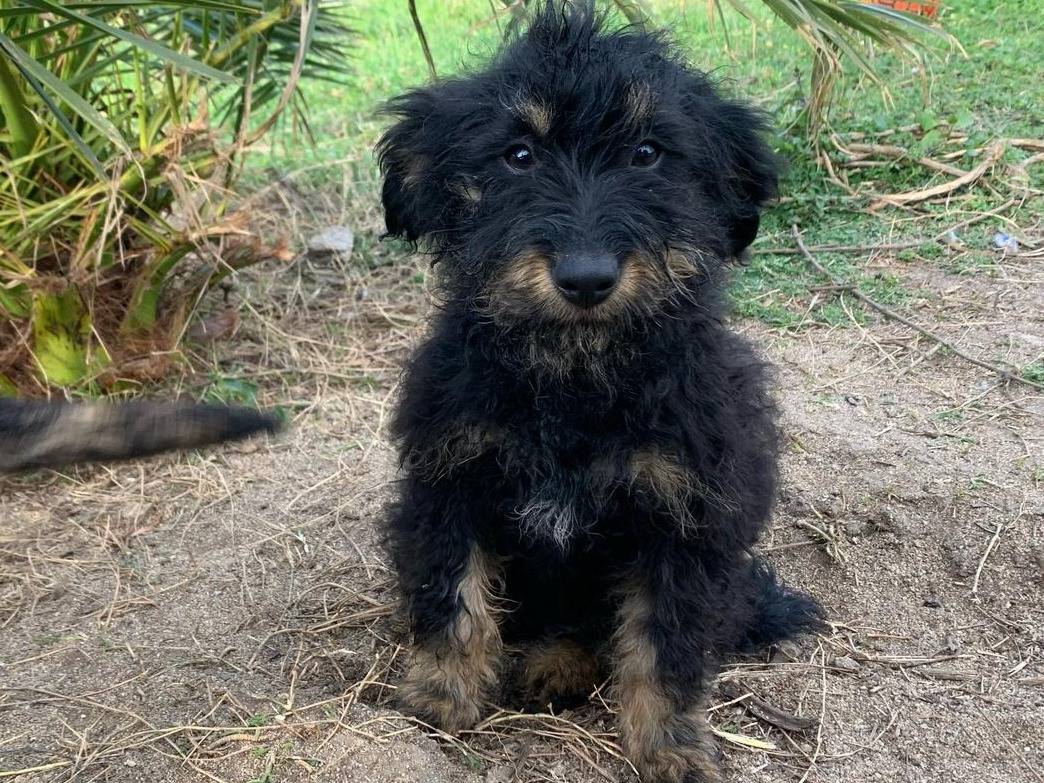 Adozione cane, femmina, Razza sconosciuta Razza sconosciuta, 3 mesi, taglia media contenuta, Varese