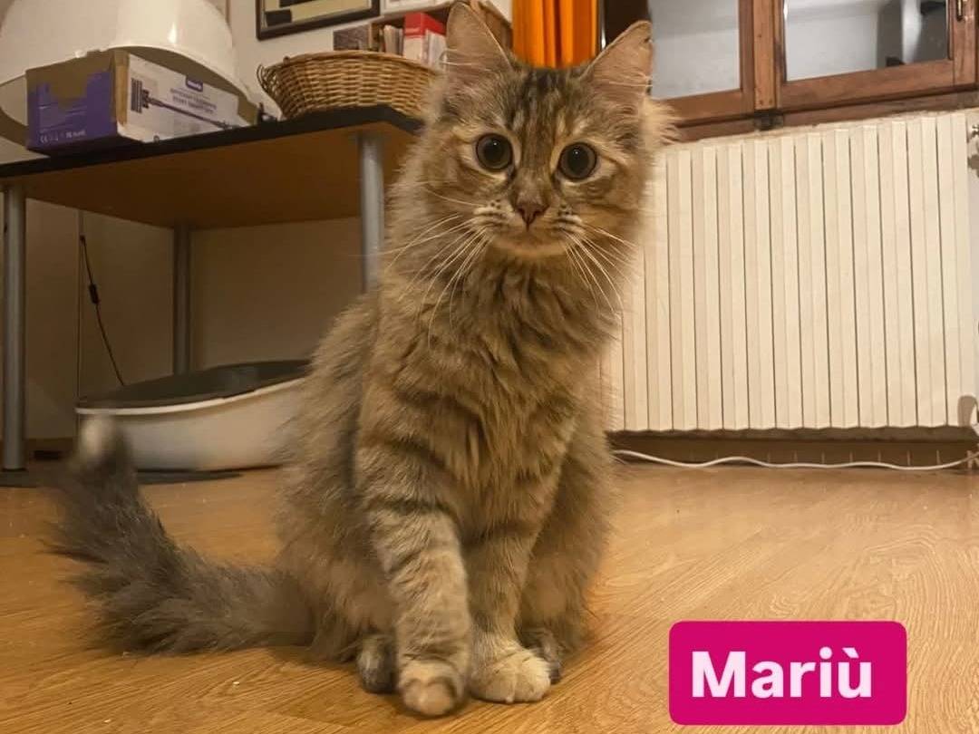 Foto dell'animale