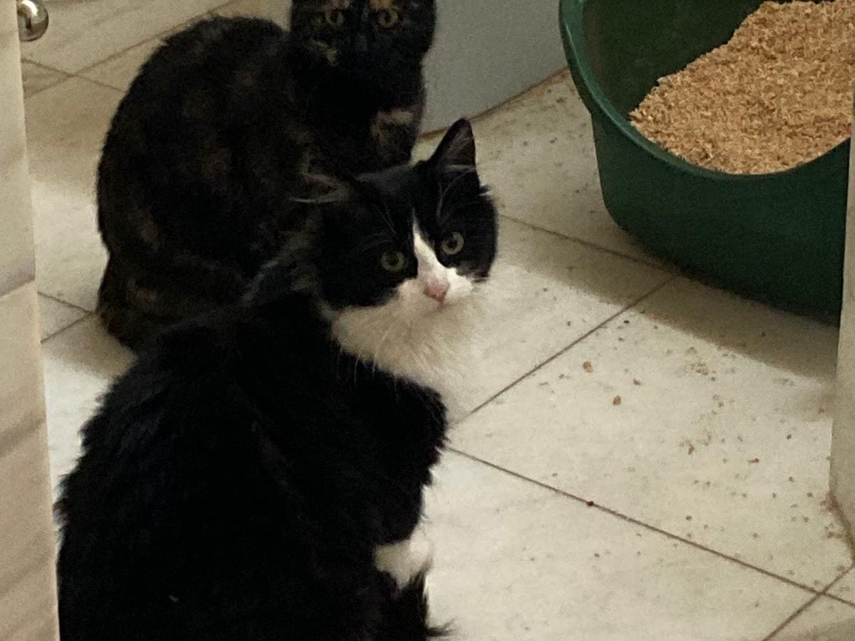 Adotta il gatto Morena a Perugia