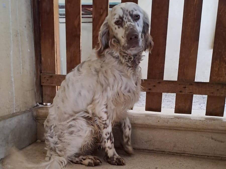 Foto dell'animale