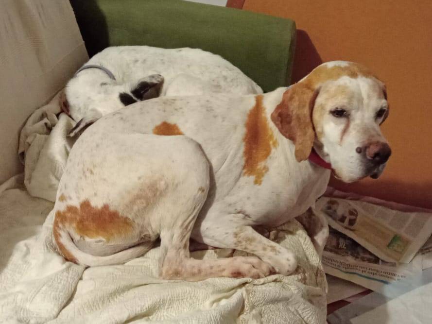 Adotta un cane, femmina, 10 anni  e 9 mesi , Alessandria