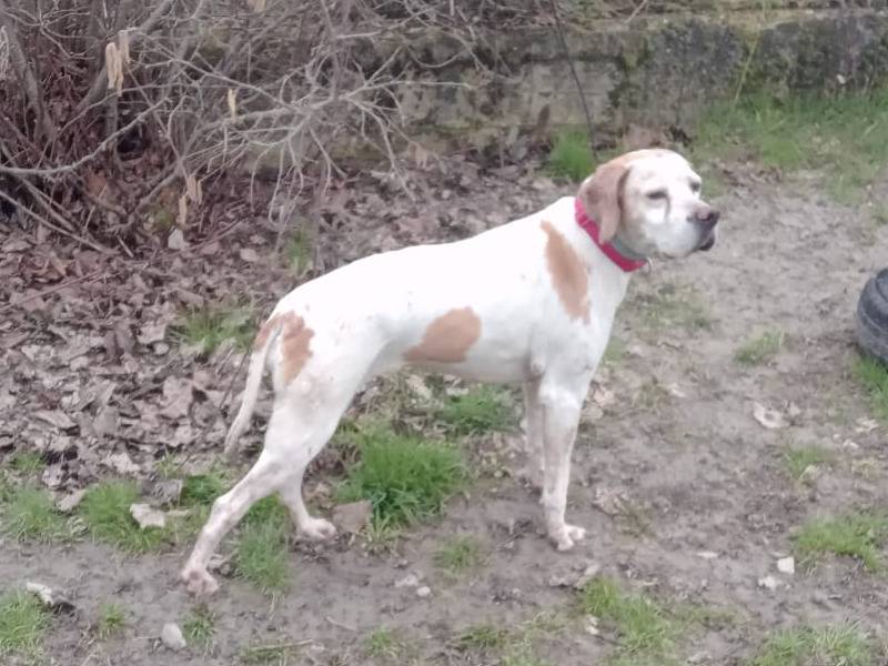 Adotta il cane ASIA a Alessandria