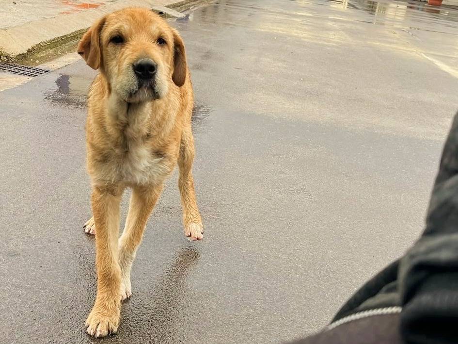 Foto dell'animale