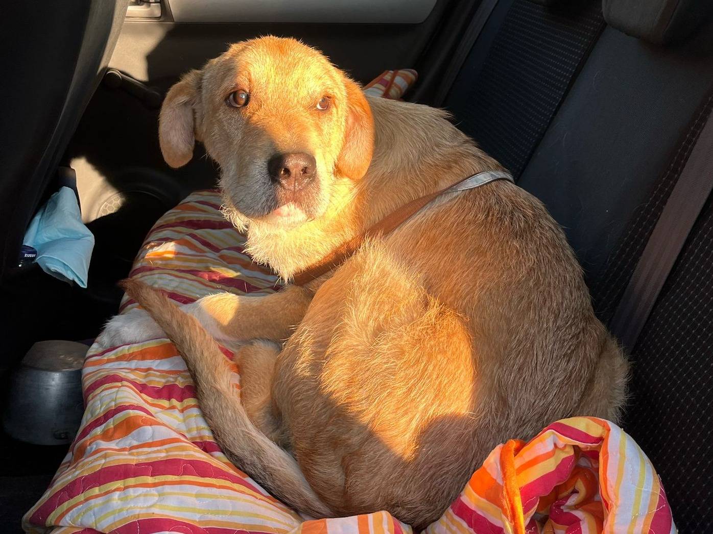 Adotta un cane, femmina, 1 anno e 3 mesi, Caserta