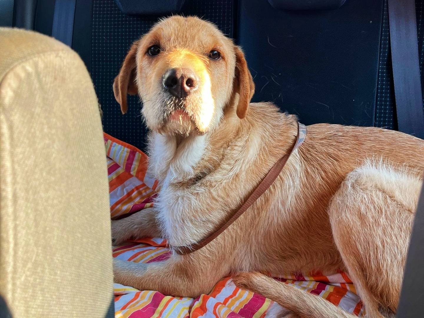 Adotta il cane Grace a Caserta