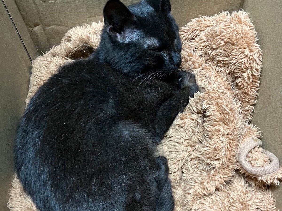 Adotta un gatto, maschio, 11 mesi, Caserta