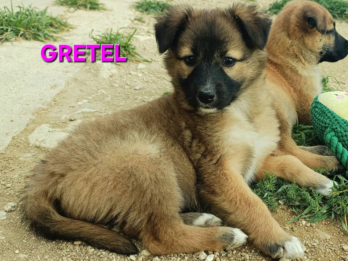 Foto dell'animale