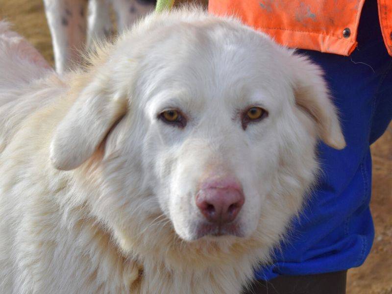 Foto dell'animale