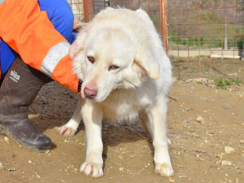 Adotta un cane, femmina, 4 anni  e 1 mese, Matera