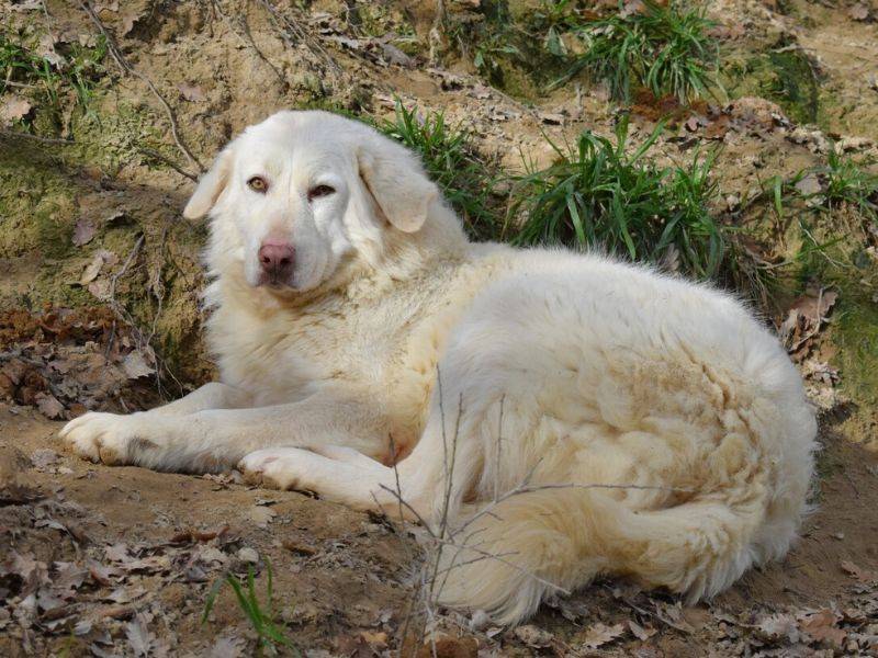 Adotta un cane, taglia grande, femmina, Matera