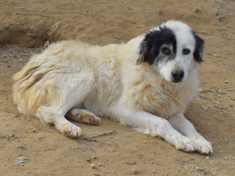 Adotta un cane, femmina, 13 anni  e 7 mesi , Matera