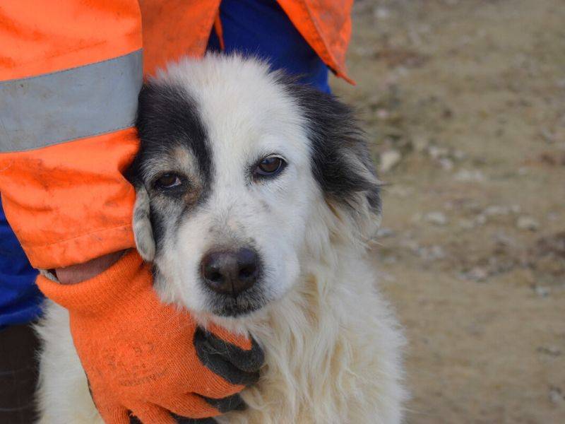 Adotta un cane, taglia media, femmina, Matera