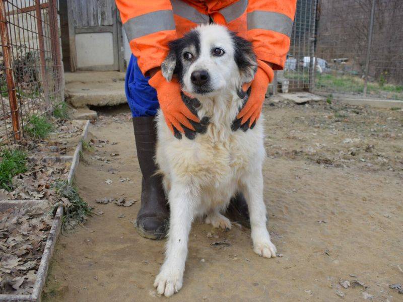 Vuoi adottare un cane a Matera?