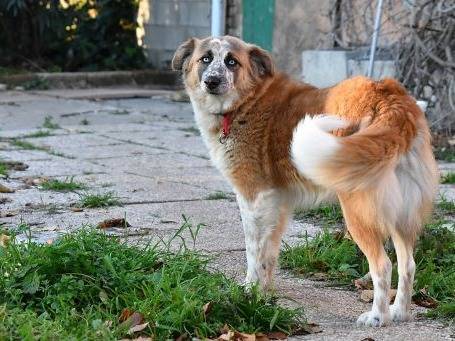 Foto dell'animale