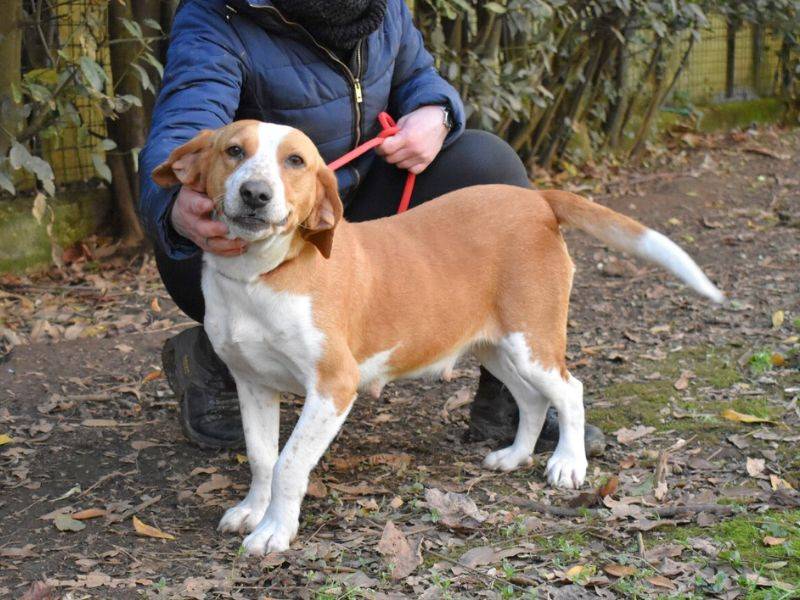 Adotta un cane, femmina, 6 anni  e 8 mesi , Roma
