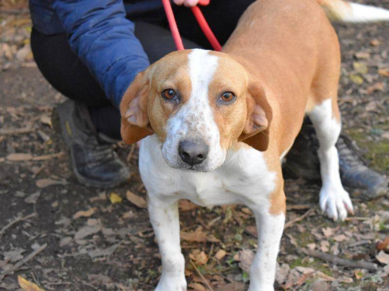 Adotta un cane, taglia media, femmina, Roma