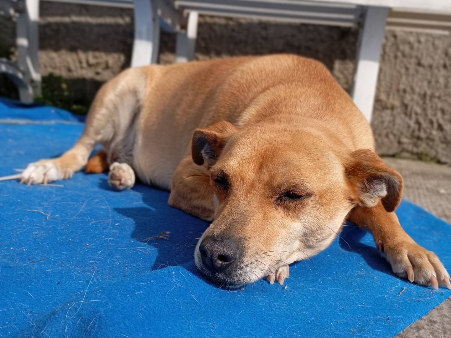Adotta un cane, femmina, 2 anni  e 9 mesi , Latina