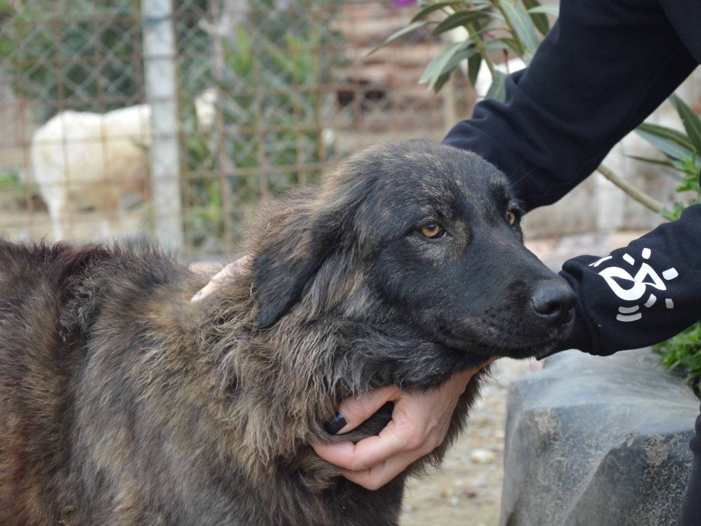 Adotta un cane, taglia gigante, femmina, Crotone