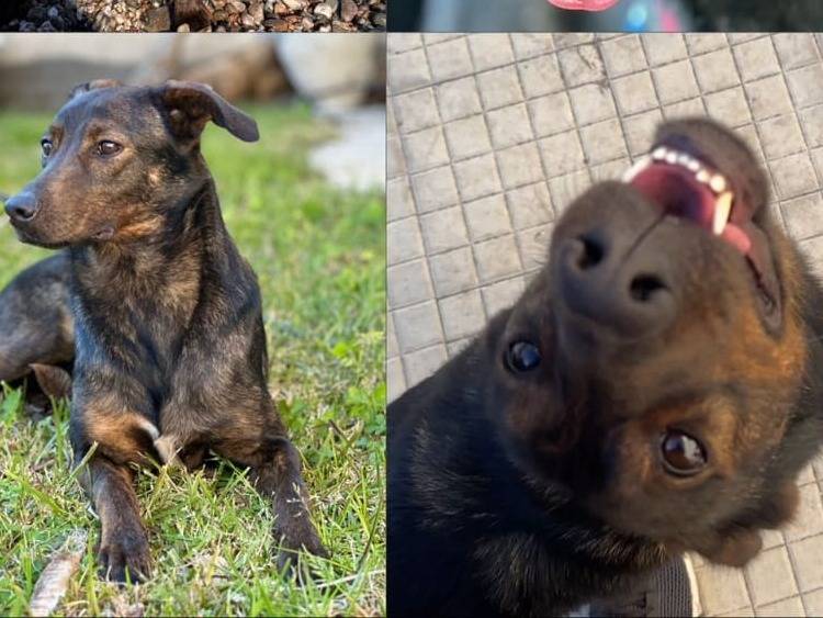 Adotta un cane, femmina, 3 anni  e 10 mesi , Catania