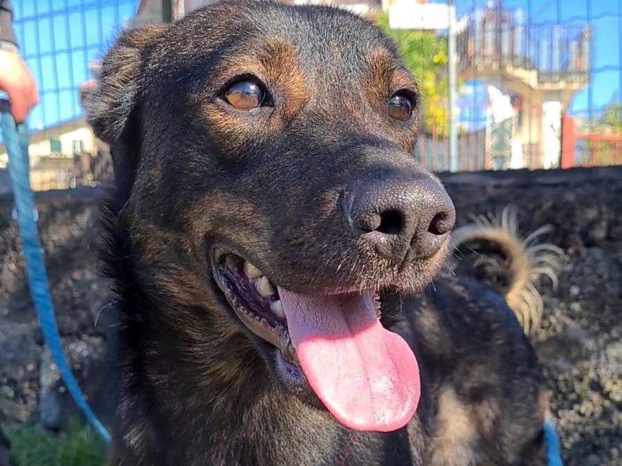 Adotta un cane, taglia media contenuta, femmina, Catania