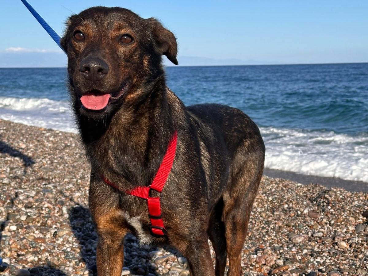 Vuoi adottare un cane a Catania?