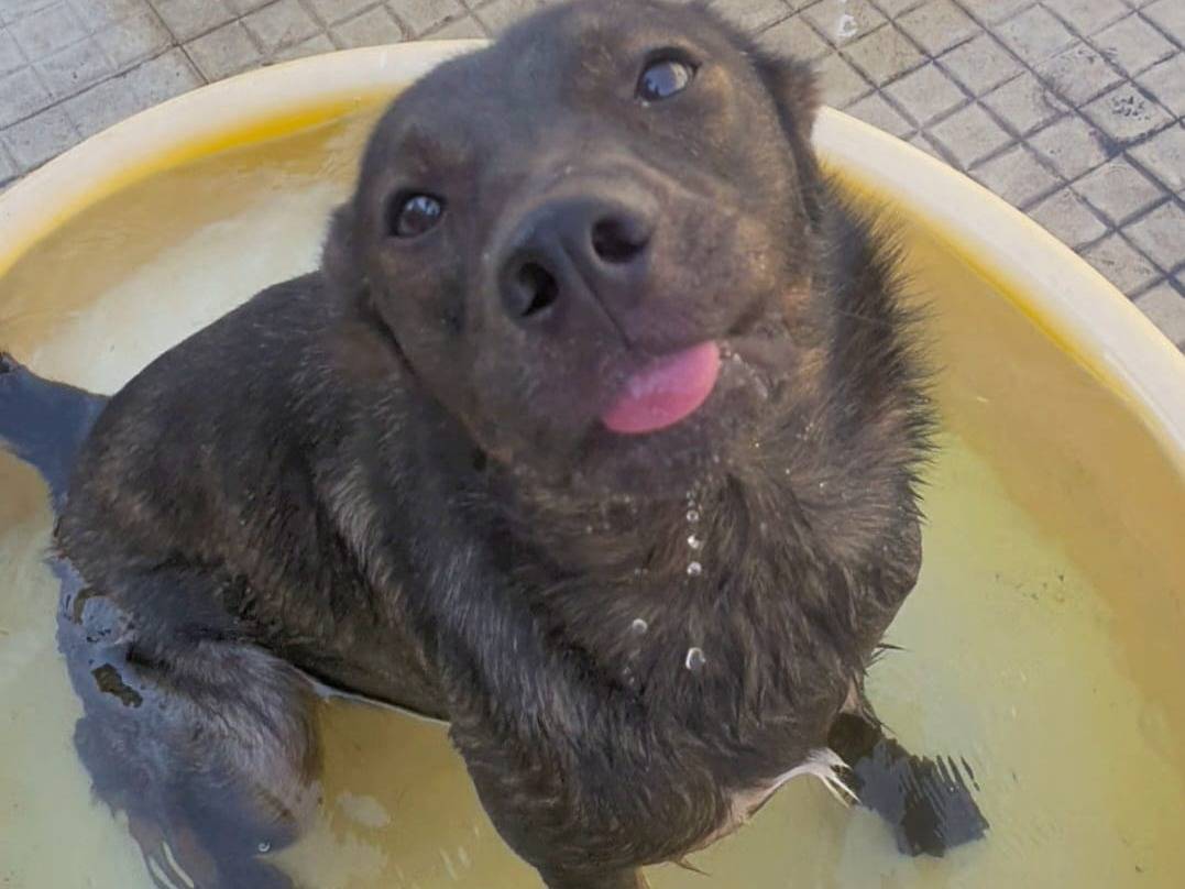 Adotta il cane Fiona a Catania