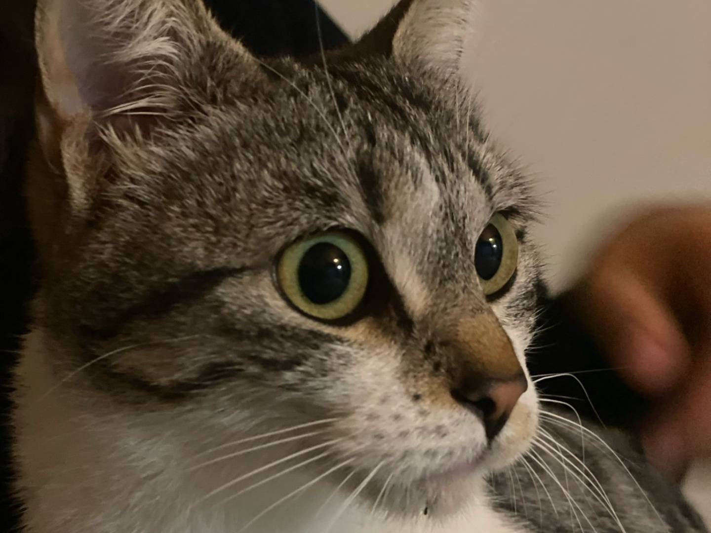 Foto dell'animale