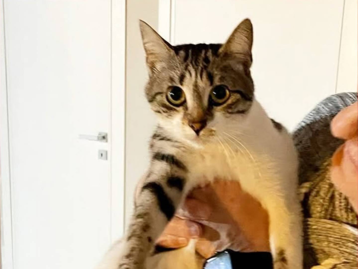Adotta un gatto, femmina, 7 mesi, Torino