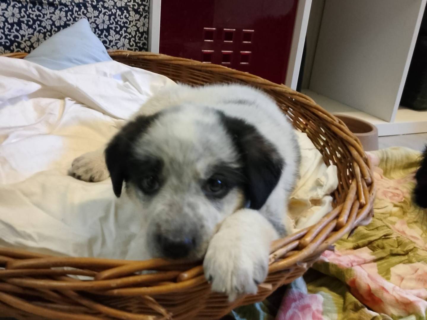 Adotta un cane, femmina, 3 mesi, Crotone