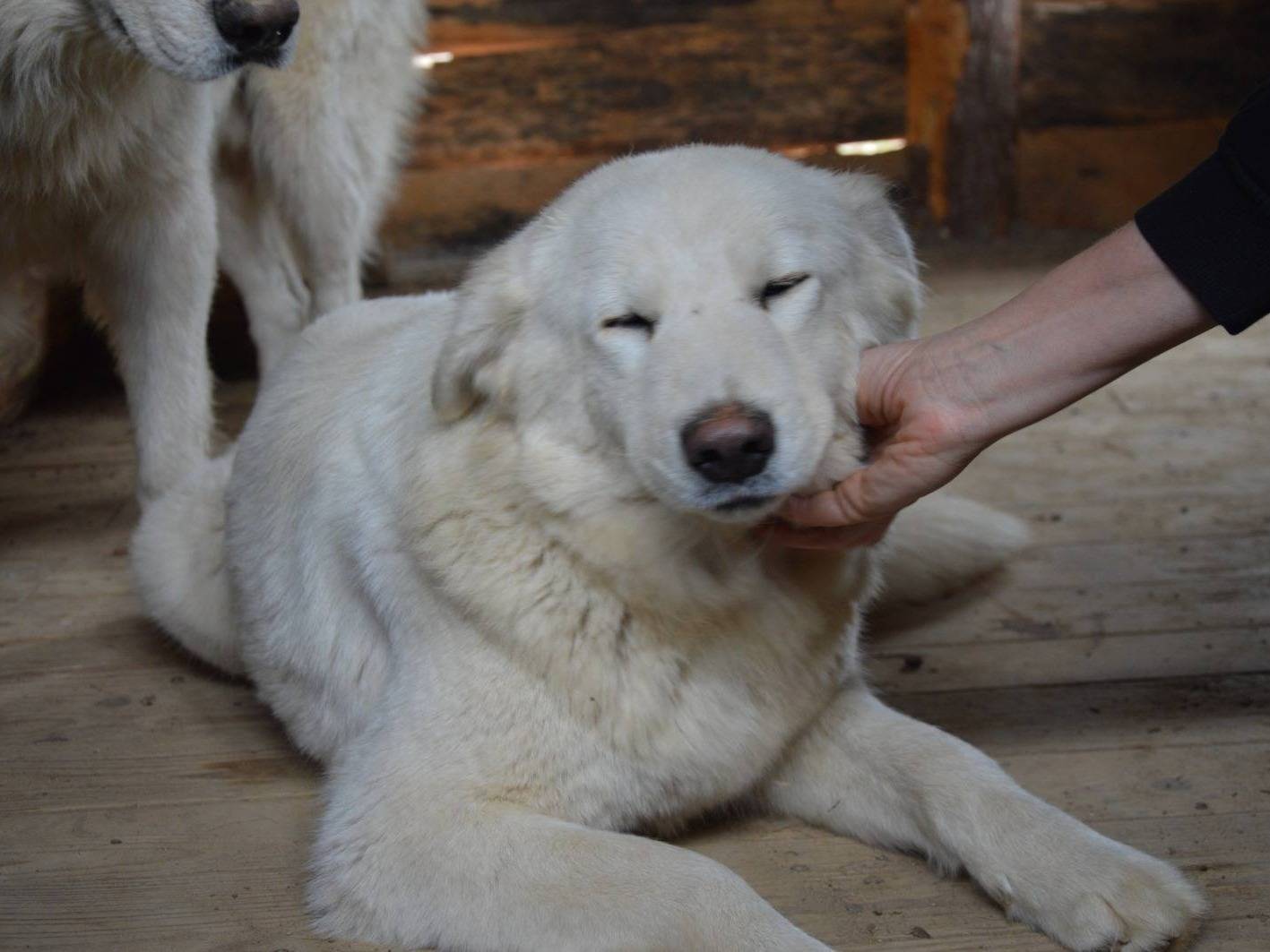 Foto dell'animale