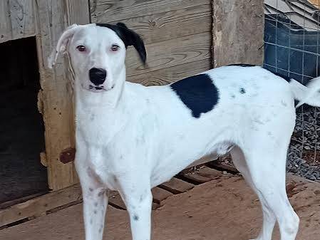 Adotta un cane, taglia media contenuta, maschio, Sud
