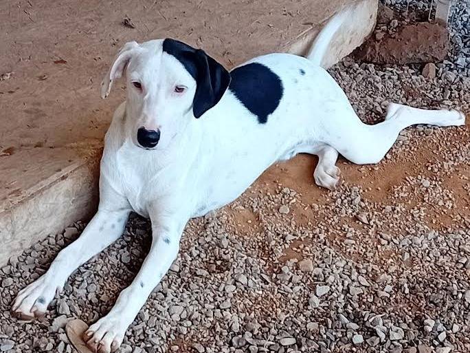 Vuoi adottare un cane a Sud?