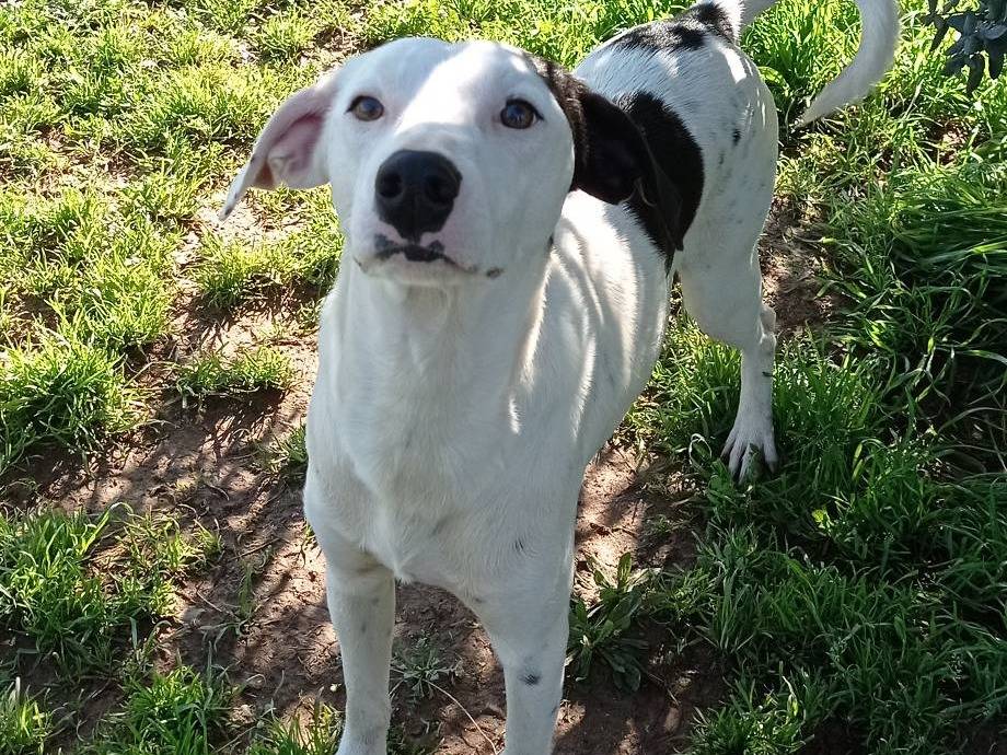 Adotta il cane Pongo a Sud