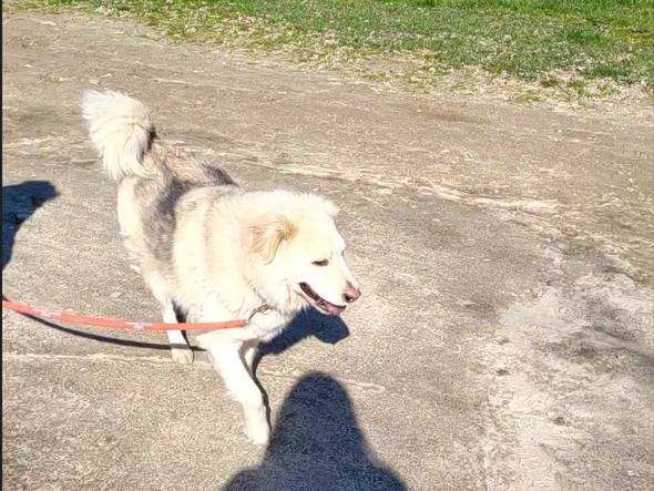 Adotta un cane, maschio, 4 anni e 9 mesi, Milano