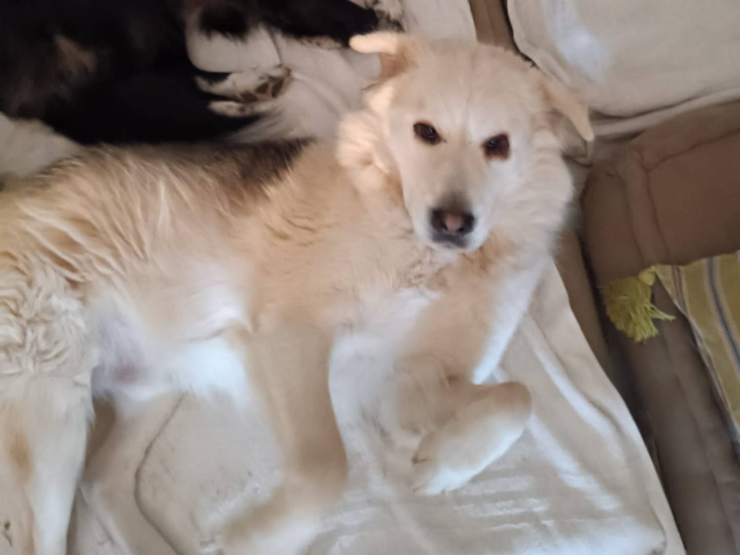 Adotta un cane, taglia grande, maschio, Milano